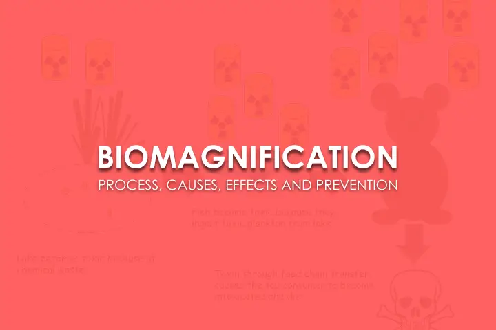 Biomagnification Processes, Causes, Effects and Prevention