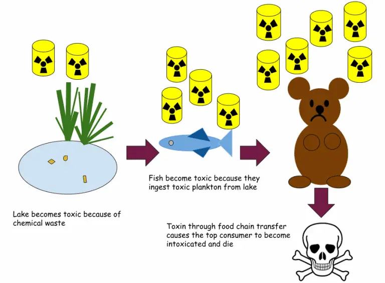 biomagnification-processes-causes-effects-and-prevention