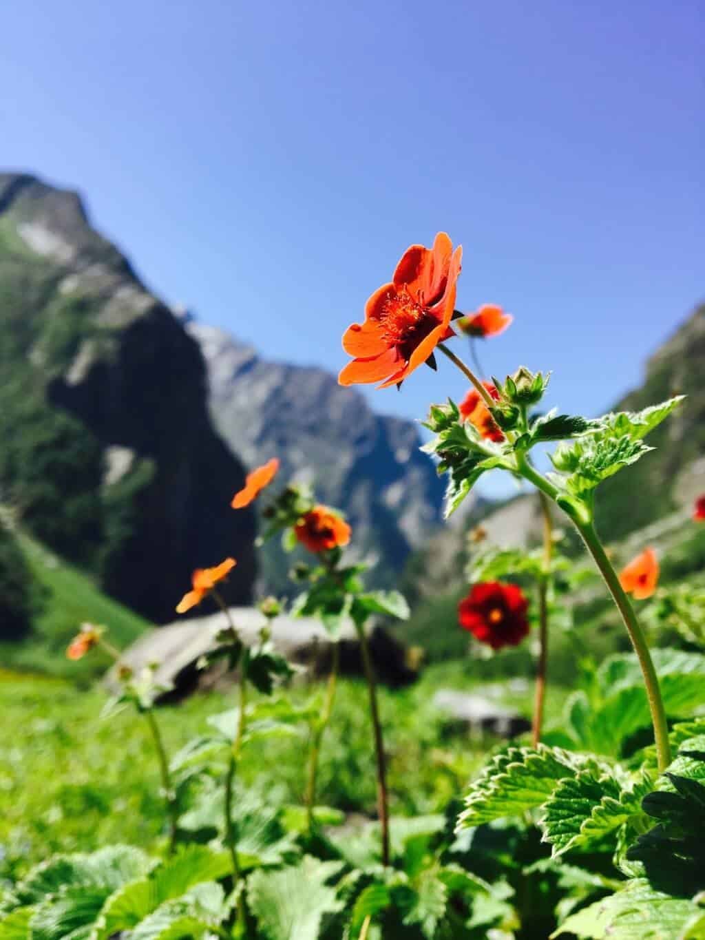 Nanda Devi and Valley of Flowers National Parks 3