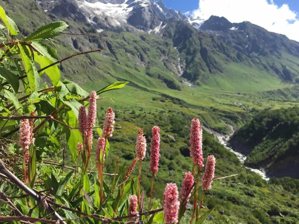 Nanda Devi and Valley of Flowers National Parks 4