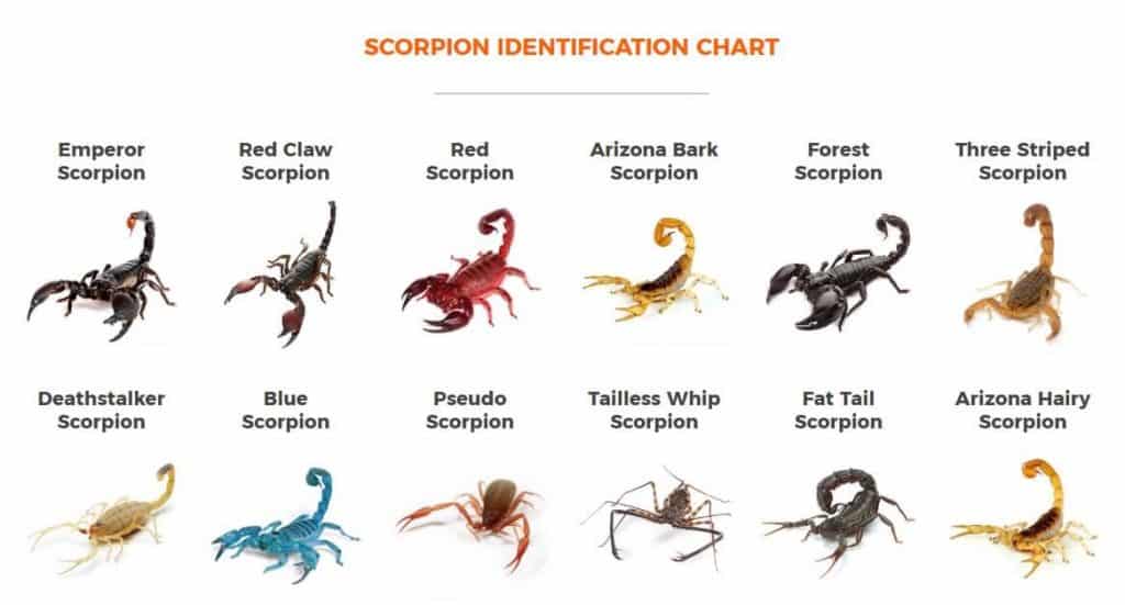 Scorpion Identification Chart