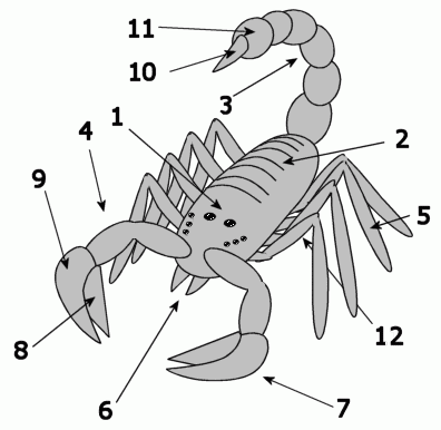 Scorpion anatomy