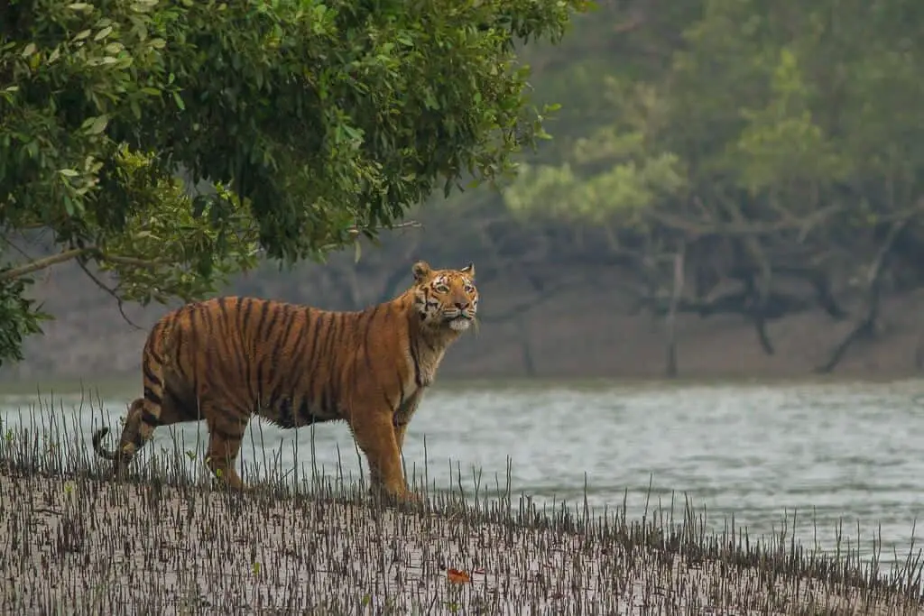 Sundarbans National Park 1