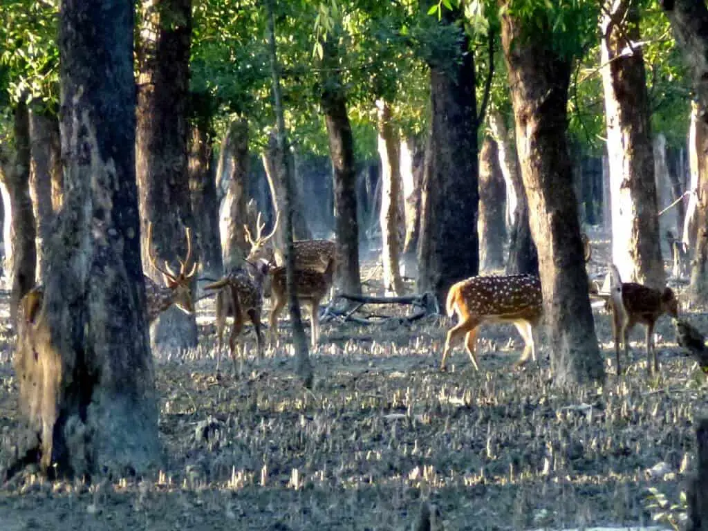 Sundarbans National Park 2