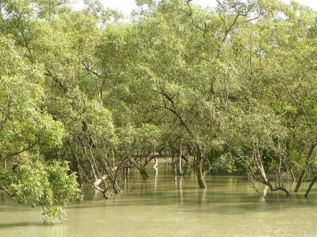 Sundarbans National Park 4