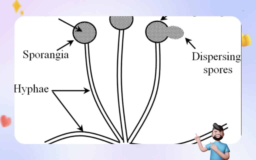 Advantages and disadvantages of Spore Formation