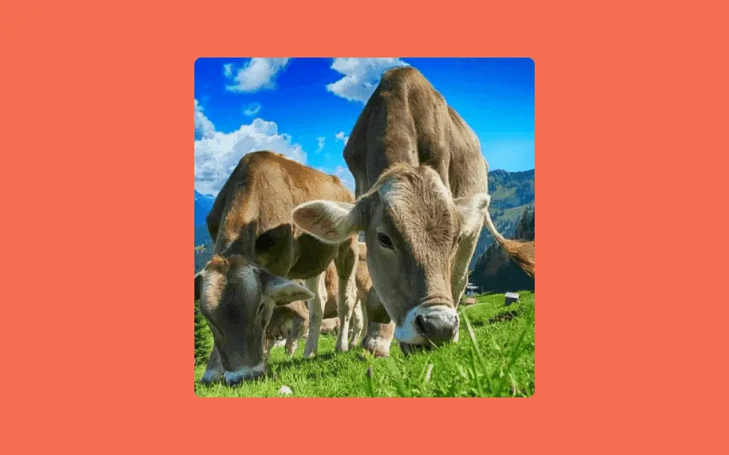 top-7-benefits-of-cattle-farming